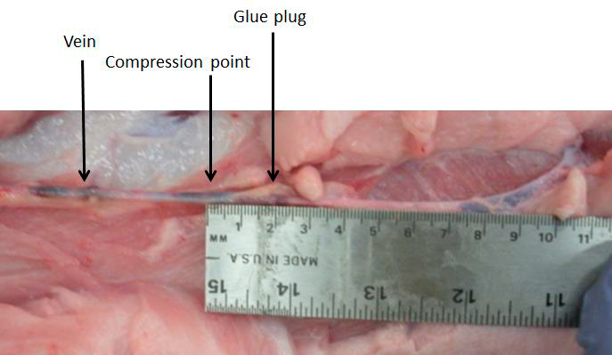 Мед.цианоакрилат и КД _ исслед-ия на животных.png