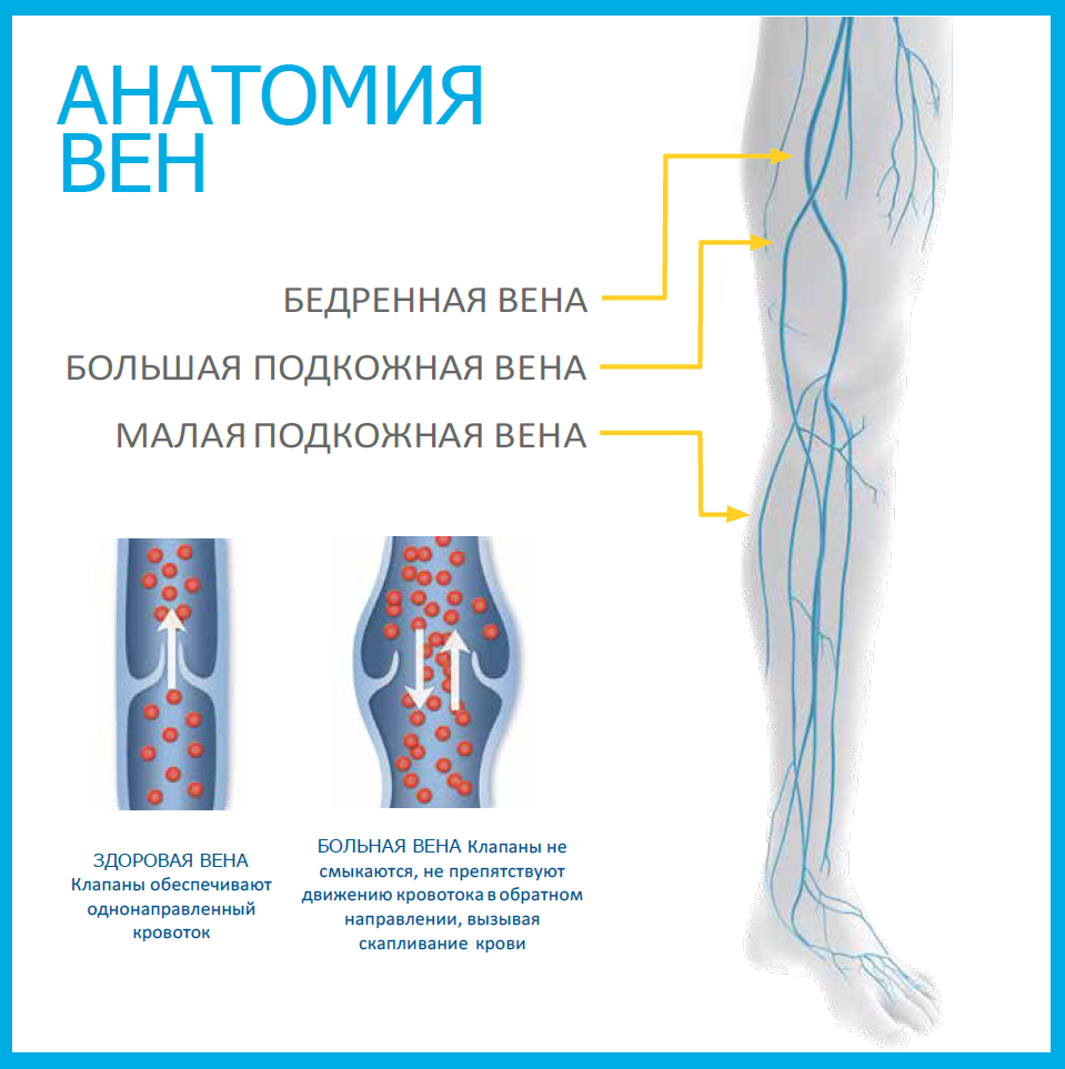 p.3 vein anatomy.png